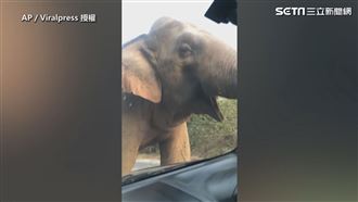 大象路中攔停　水果拿了就嗑