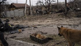 烏克蘭3日指控俄羅斯在烏國首都基輔附近的布查鎮（Bucha）屠殺數百名平民。(圖/美聯社/達志影像)