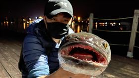 魚虎,小盾鱧,日月潭,漁民,釣客,日月潭一等高,外來種（日月潭一等高授權）