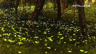 螢火蟲提早大爆發　8秘境夜賞螢光海