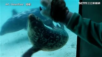 當海豹愛上狼爪　變小貓轉圈圈超軟Ｑ