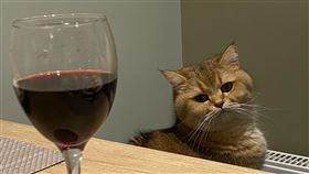 「Bertie」the cat
圖/翻攝自推特 @Kelly-Leigh Cooper
My parents keep sending me photographs of my cat looking upset that he is excluded from dinner.