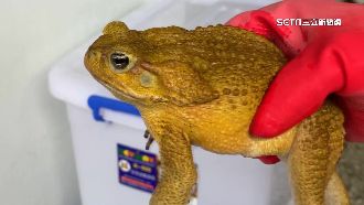 劇毒海蟾蜍危及本土生態　志工急捕捉