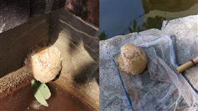 太歲,肉靈芝,卵泡