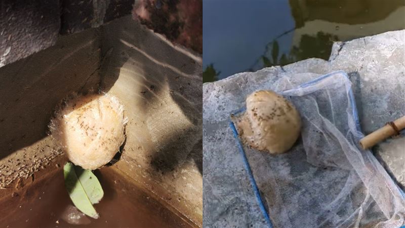 池邊見肉泡　網猜是「太歲」嗨喊發財