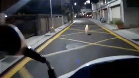 寵物店,走失,米克斯犬