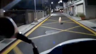 阿寶調皮竄街道　員警苦追2小時崩潰