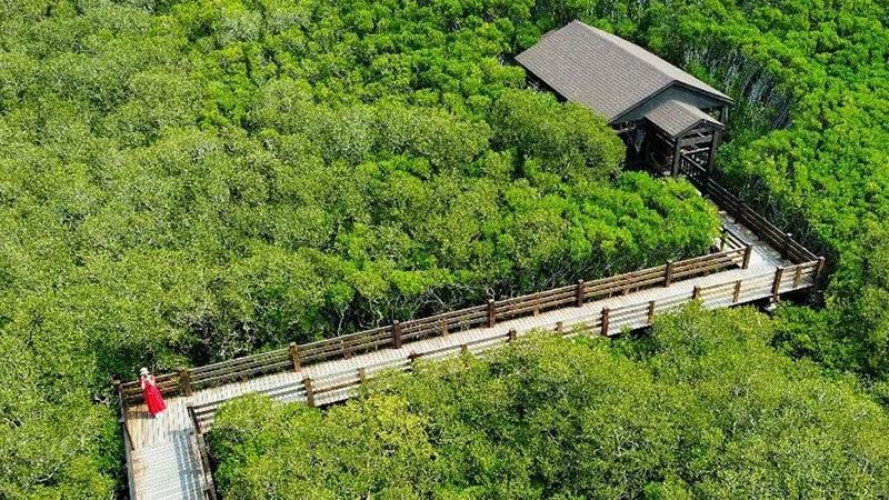 新竹「龍貓隧道」美翻！如隱世秘境