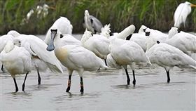 黑面琵鷺H74重返茄萣濕地（1）高雄茄萣濕地是許多候鳥來台度冬重要棲息地，近來已觀察到200至300隻黑面琵鷺，22日還發現4年前在永安濕地救治野放的黑面琵鷺H74（前左2），其後頭頂及前胸已長出繁殖羽，讓鳥友們欣慰不已。（高雄市政府工務局提供）中央社記者洪學廣傳真  111年2月25日