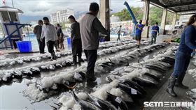 可做高檔生魚片！台東成功「黃鰭鮪魚」大出　7天抓27噸(記者王浩原攝影)