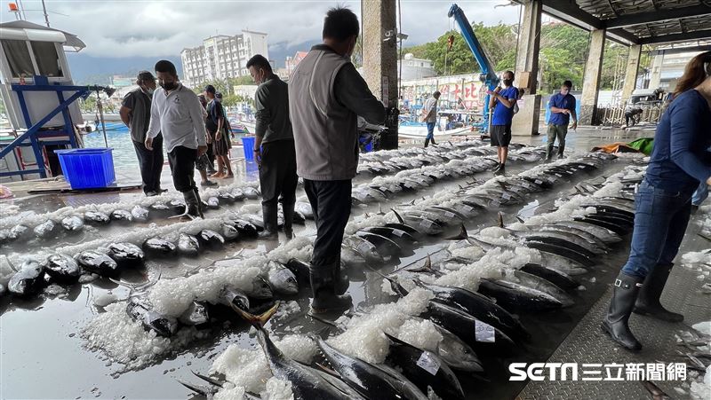 台東黃鰭鮪魚「大出」　7天抓27噸