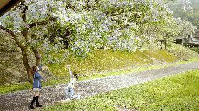 新北河濱公園苦楝盛開（2）