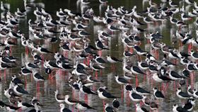 新竹市金城湖賞鳥區  上千隻高蹺(行鳥)群起飛舞新竹市金城湖賞鳥區高蹺(行鳥)過境，新竹市政府8日指出，高蹺(行鳥)擁有淡紅色的長腳、黑白對比羽色，不論行走或飛行都有如紳士般優雅的姿態，今年到訪上千隻，群起飛舞有如黑白潮，非常壯觀。（新竹市政府提供）中央社記者郭宣(文三)傳真  111年4月8日