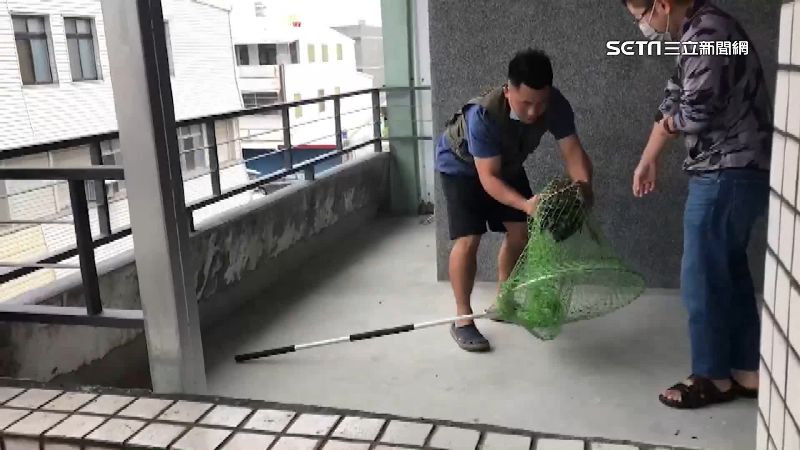 走失孔雀飛民宅陽台！漁網抓回尋失主