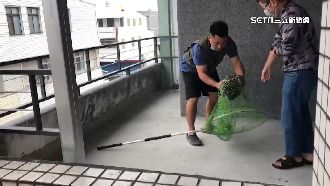 走失孔雀飛民宅陽台！漁網抓回尋失主