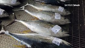 文 東鮪魚大出1800