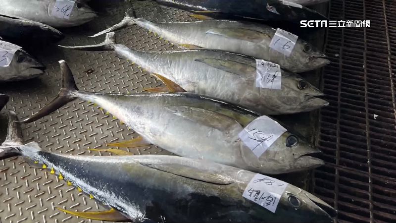 黃鰭鮪魚首推生魚片　民眾：入口即化