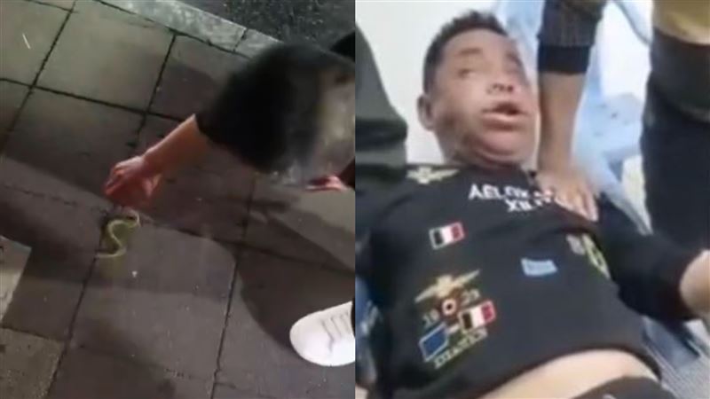 男手賤玩青竹絲　下秒被咬成豬頭送醫