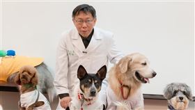 柯文哲,柯P,狗醫生,毛小孩,流浪毛小孩摘星計畫
