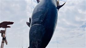 屏東「第一鮪」拍賣 每公斤價格創紀錄今年屏東「第一鮪」身長208公分、重量210.6公斤，10日在東港魚市場熱鬧拍賣，價格每公斤新台幣1萬100元，創下拍賣會以來單價歷史新高，以總價逾200萬元售出。中央社記者李卉婷攝 111年4月10日