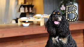 雲品溫泉酒店日月潭，主人與寵物的紀念合照、體貼寵物專屬小禮乙份。