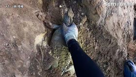 ▲J爸狂挖洞拖出抱卵蜥蜴。（圖／J爸　授權）