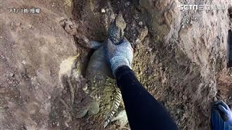 發現綠鬣蜥產卵巢穴　達人挖洞拖出
