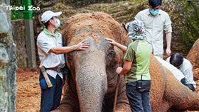 治療時，保育員安撫動物的情緒，讓獸醫師能進行檢查（亞洲象「友愷」）。（圖／台北市立動物園提供）