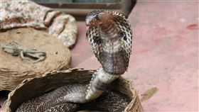 眼鏡蛇。（翻攝／Pixabay）