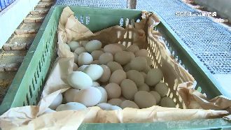 遇端午節需求增　鴨蛋價恐破歷史新高
