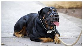 比特犬,家犬,嬰兒