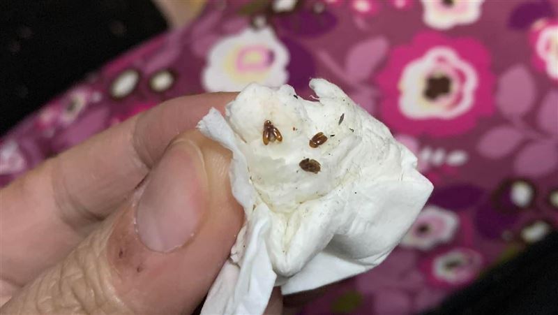 地板狂冒「綠豆蒜」他清不完崩潰