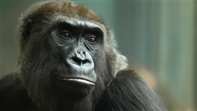 圖／翻攝自Lincoln Park Zoo