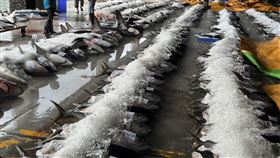 黃鰭鮪魚,記者王浩原攝影