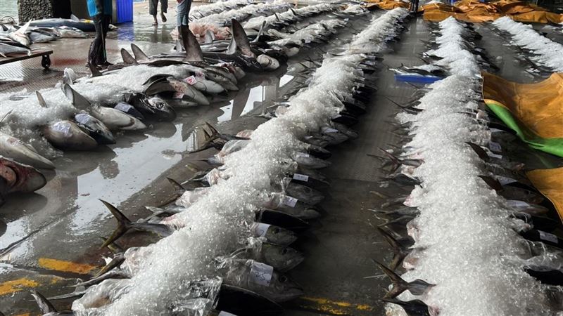 破紀綠！台東「黃鰭鮪」捕獲量創新高