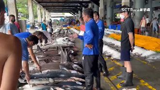 黃鰭鮪魚豐收！兩千尾進港塞爆拍賣場