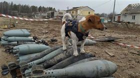 烏克蘭神犬／patron_dsns