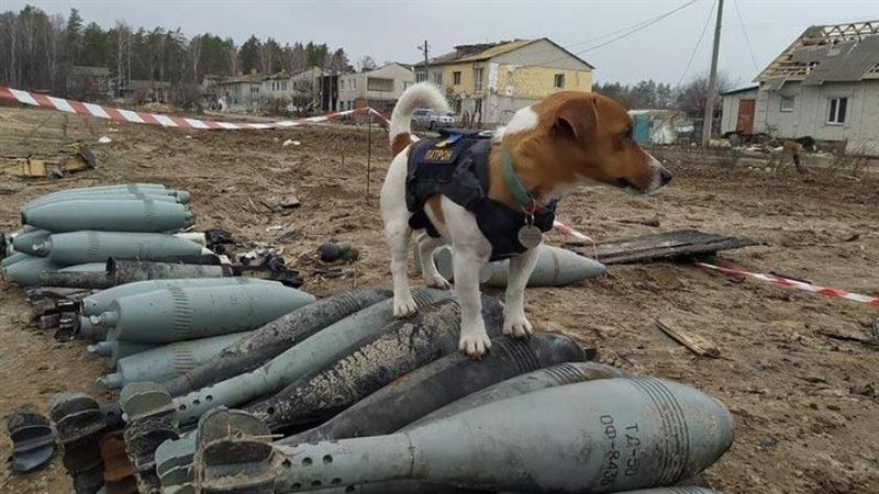 多圖／烏克蘭守護神犬　找到上百炸彈