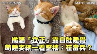 橘貓怪異萌睡姿　網看歪樓：在當兵？
