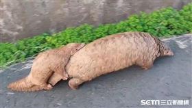 穿山甲媽咪帶寶寶／受訪者提供