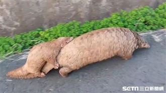 初生穿山甲緊抱媽咪探險　珍貴畫面曝