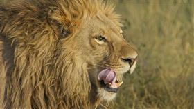 獅子（圖／翻攝自Pixabay）