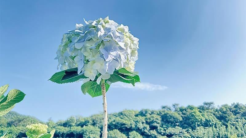 網美必訪萬里最大繡球花園即將開園！