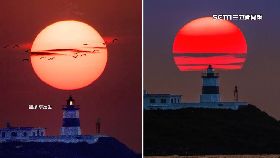 文 蜂擁追懸日1600