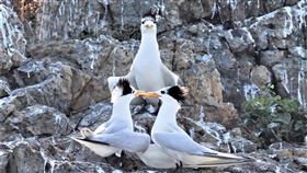 ▲法藍瓷公開「幸運藍眼淚」絕版收藏瓶 法藍瓷陳立恆總裁與作品合影（圖／王建華提供）現身於馬祖的神話之鳥「黑嘴端鳳頭燕鷗」