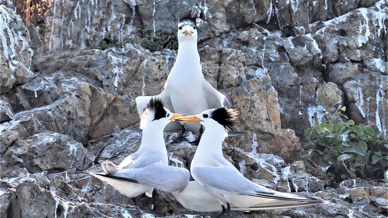全球不到百隻！馬祖「神話之鳥」曝光