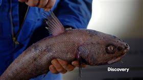 水下偵測機器人的陷阱成功捕獲深海魚種。（圖／Discovery頻道提供）
