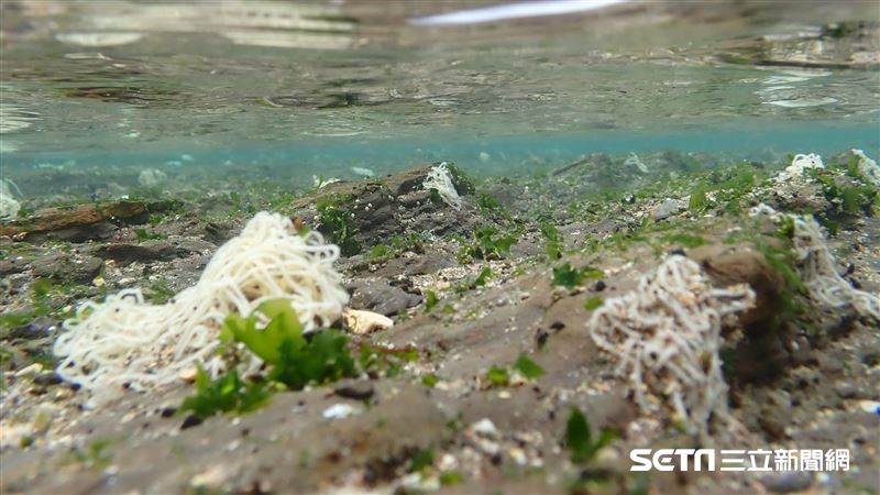 圖／泡麵被丟海裡？海兔蛋揭生態悲歌