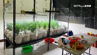 警攻堅見比特犬護主　種大麻4嫌遭逮