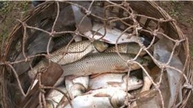 ▲劉伯溫、朱元璋、魚(圖／翻攝自百度百科)
